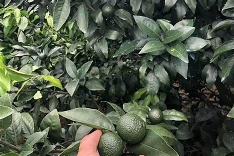 树苗烂根立枯用什么叶面肥好