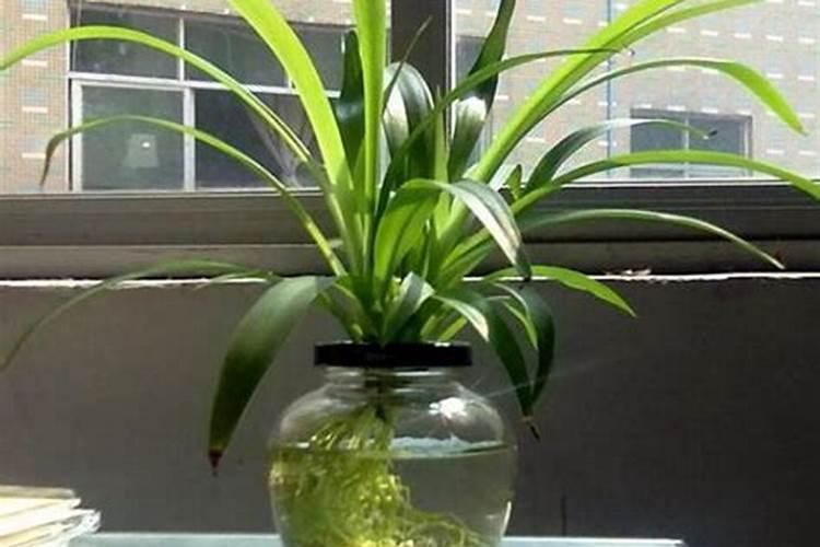 西红柿番茄怎么种植能高产