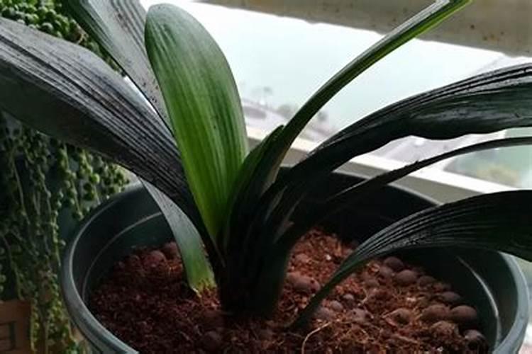 苹果用什么水溶肥好