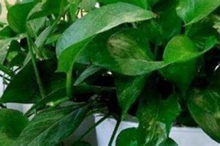 复合肥能放在水培绿萝里吗