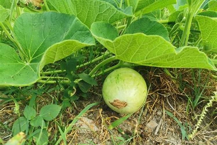 硼肥可以灌根吗？