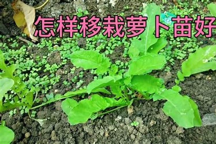 水稻喷施硼肥有什么作用？