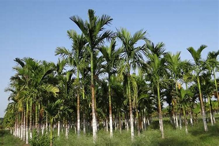 槟榔芋怎样种植