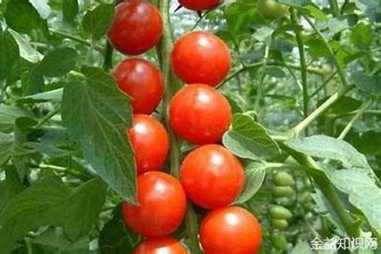 大家看看我的是过背金龙吗