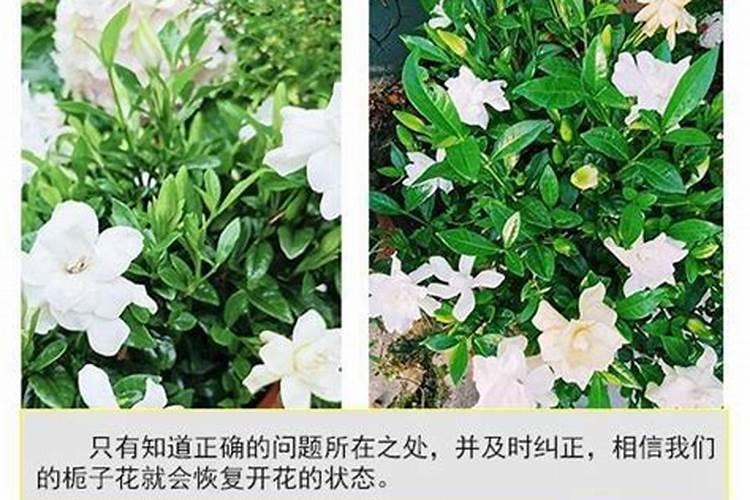 栀子花肥黄的症状