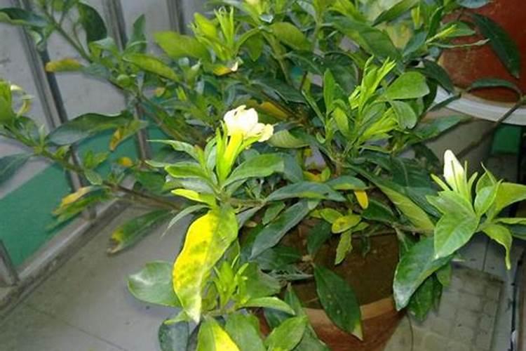 新买的栀子花,回家浇一次透水,上了点花肥,才3天叶就黄了,还有干枯掉叶...