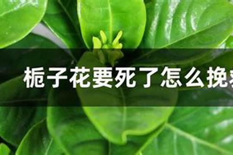 栀子花花肥用什么合适