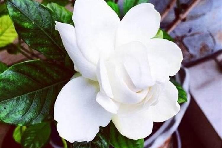 枇杷施肥绝密配方