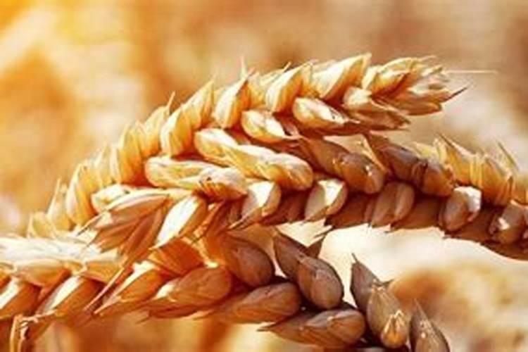 西安哪里有月季花看