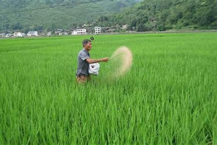 水稻分蘖肥需要用钾肥吗 怎么施肥效果好