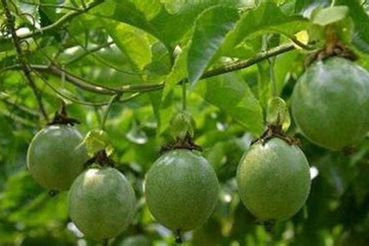 百香果施什么肥料最好