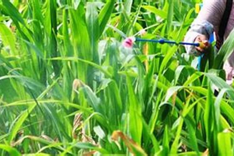 玉米多大可以打叶面肥