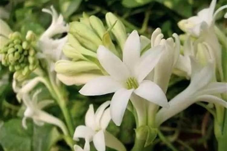 不用浇水不用施肥的花不用浇水施肥也能茁壮成长的是什么