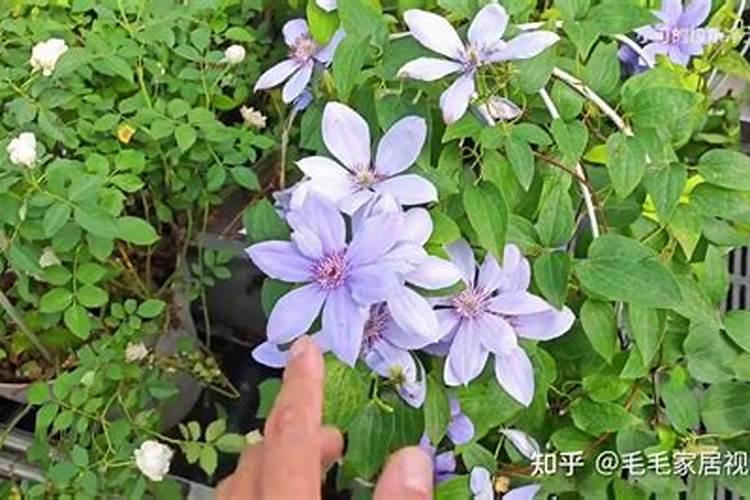 磷酸二氢钾怎么使用