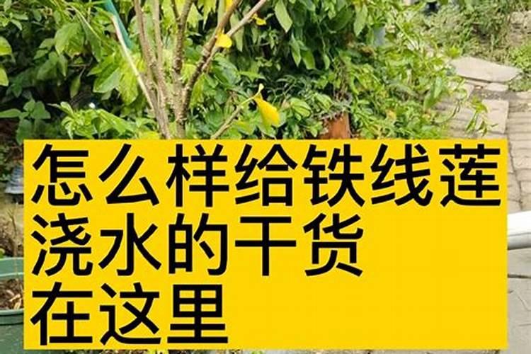 海棠花怎么施肥,海棠花施复合肥最好