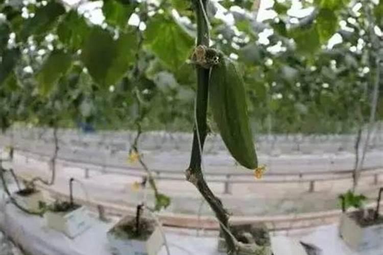 如何清洗香芹 清洗香芹的方法