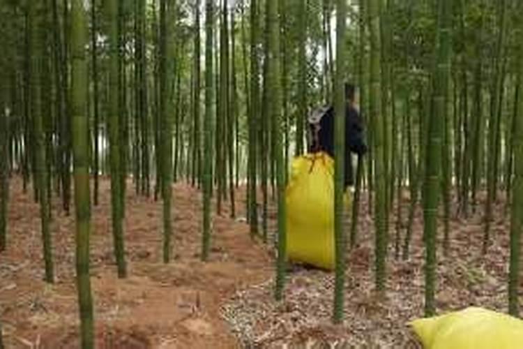 如何提高毛竹林零分质量