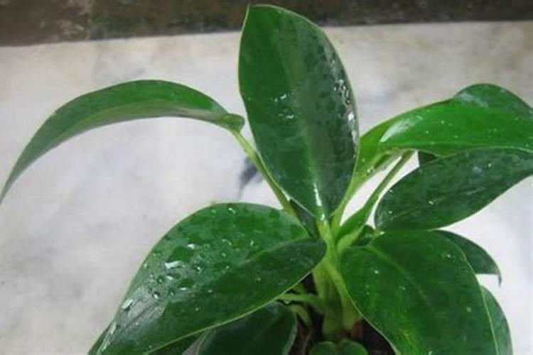 钙镁肥的正确使用方法