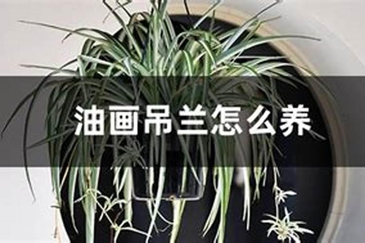 吊兰怎样养:吊兰如何施肥