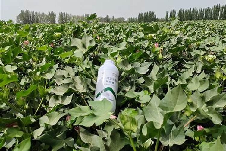 不用农药化肥除草剂的情况下该怎么去种植生态水稻呢？