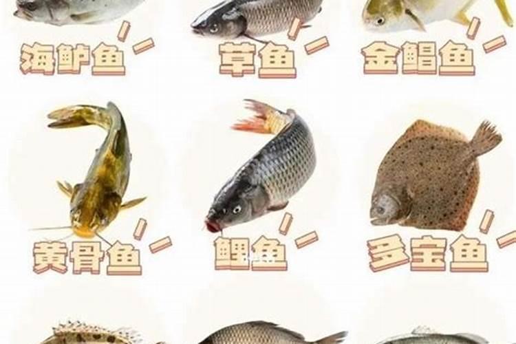 富含蛋白质非常多的三文鱼头,价格为何那么便宜？