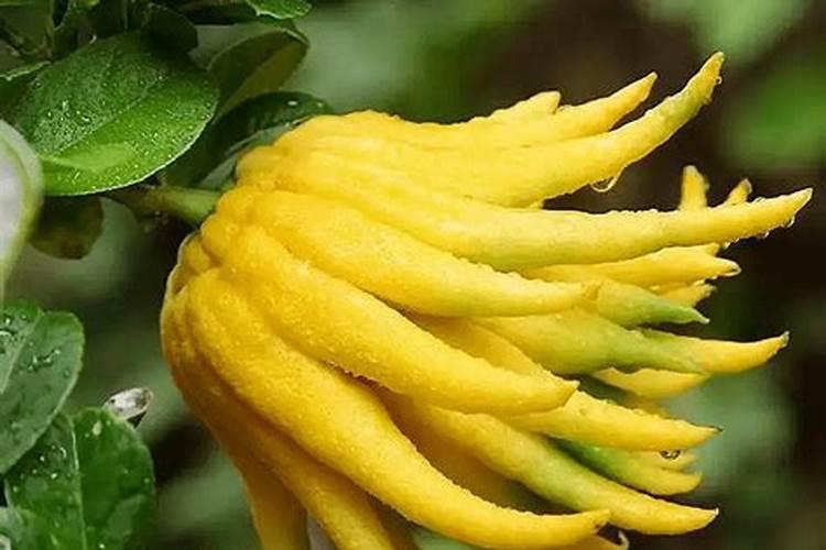 佛手柑怎么养 佛手柑的养殖方法