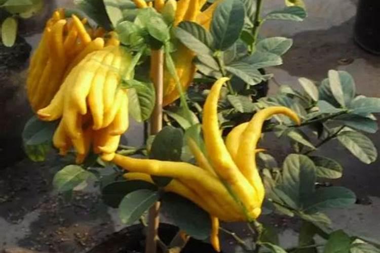 佛手柑怎么养护