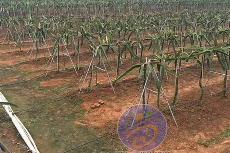 怎么让月季爆笋