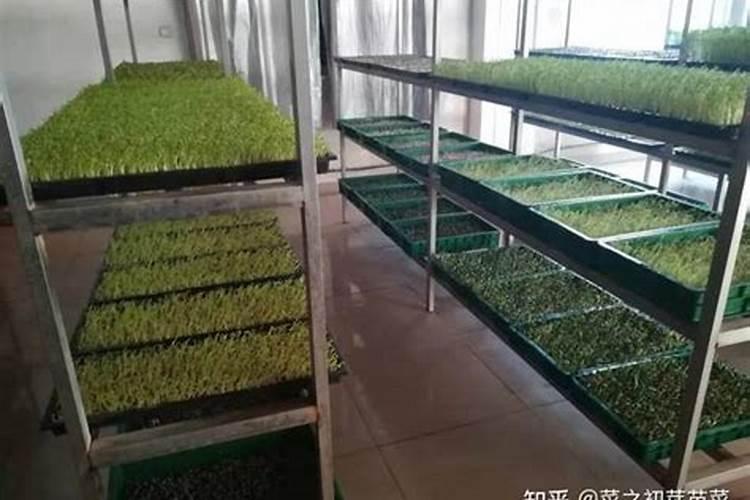 苜蓿草的种植季节和种植方法