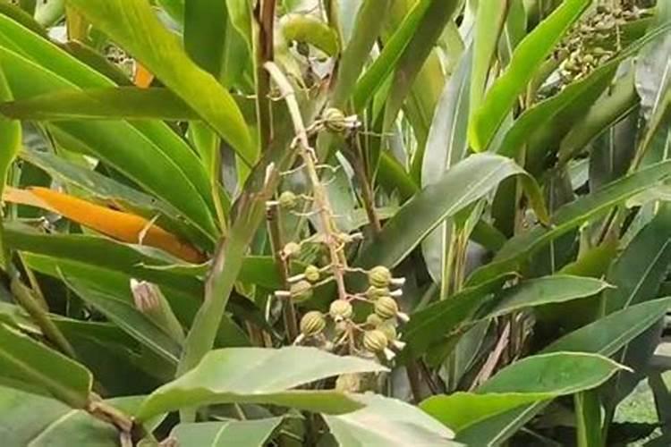 阳春砂仁施什么肥料好