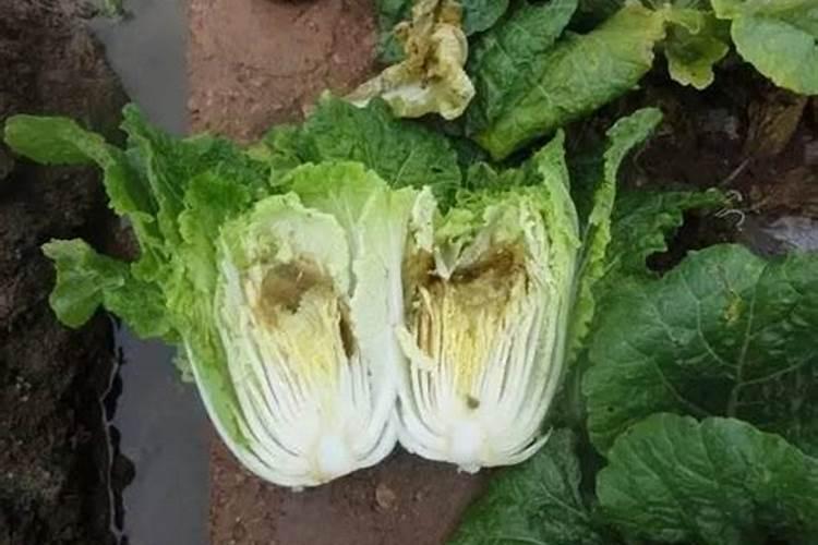 桂花开花前施什么肥