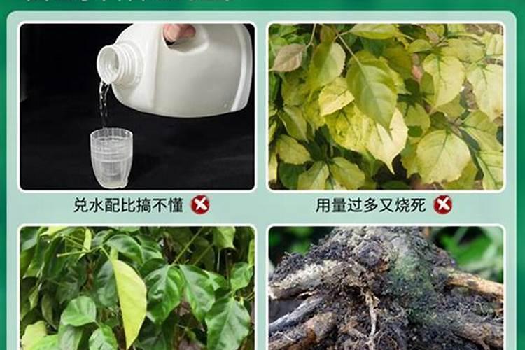 金钱树用什么肥料好