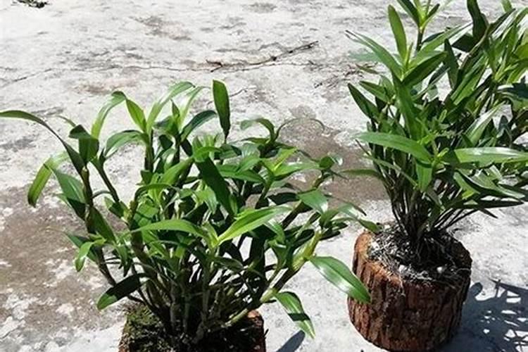 铁皮石斛用什么肥料好