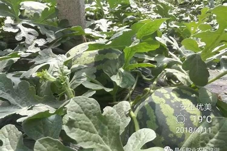 含氮30%含硫16%的肥料是尿素吗？