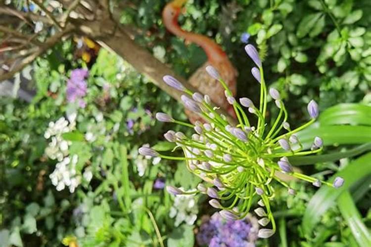 黄腐酸钾可以和鱼蛋白混冲施吗