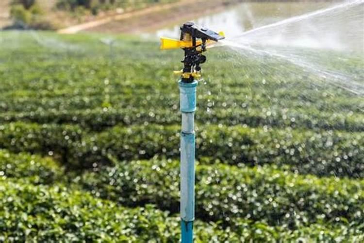 东升35号大豆品种的具体信息是什么