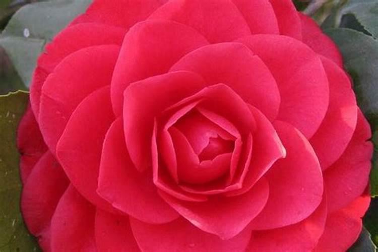 我想回农村创业干鸡粪发酵有机肥前景好不好能挣到钱吗