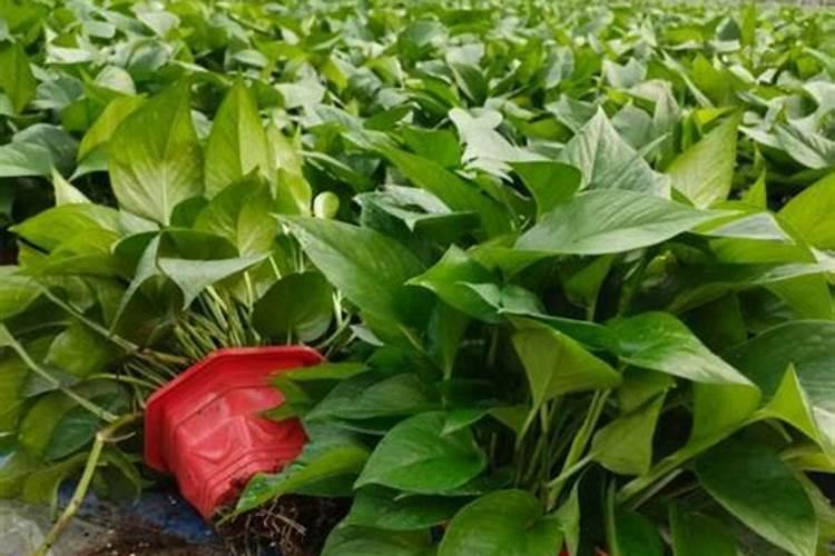 豆类蔬菜元素中毒症有哪些？