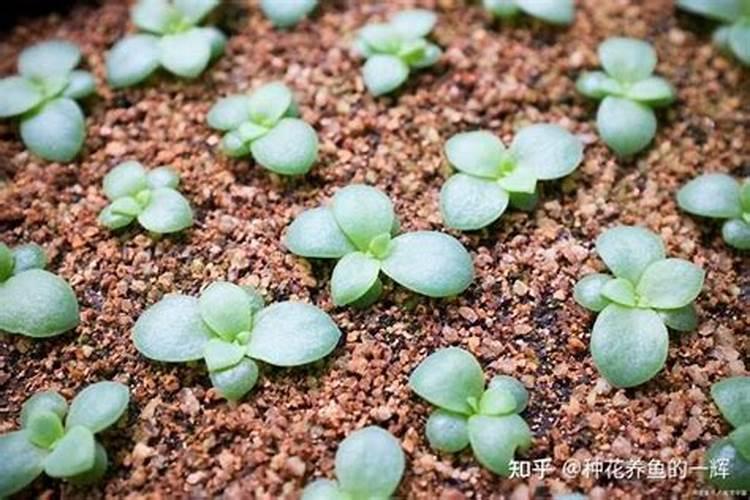 蔬菜肥害有哪些常见的症状？