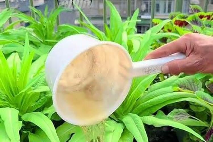 鱼蛋白自制配方比例