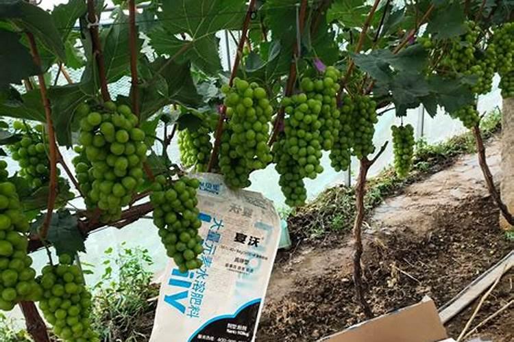 蟹爪兰怎样施肥最好