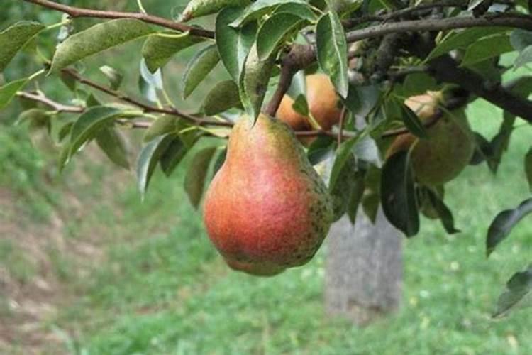 梨树秋施底肥只用有机肥可以吗？