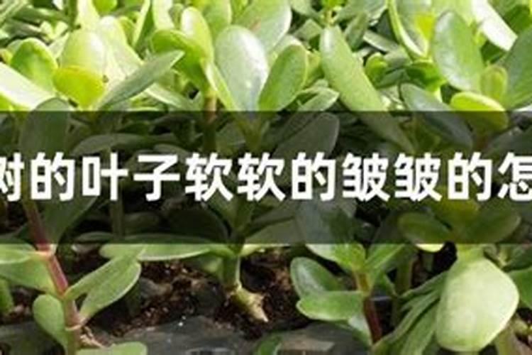 玉树枝干变软都倒了怎么办