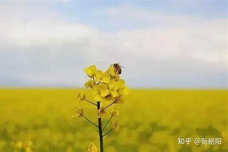 芸苔素的作用和使用方法