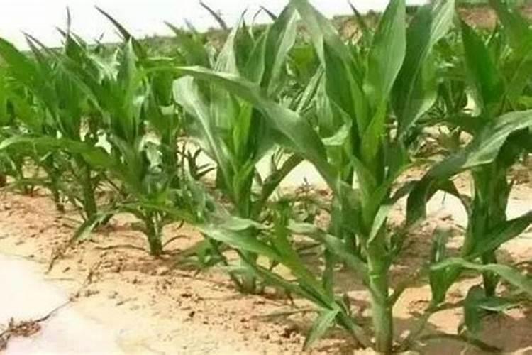 玉米分叉原因及解决方法