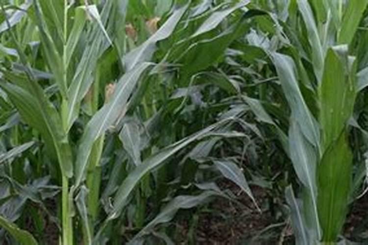 玉米长叉子是怎么回事影响产量吗