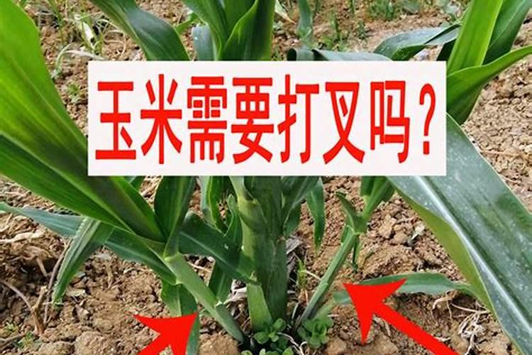 玉米出现芽子的原因有哪些 比如控旺剂使用过多