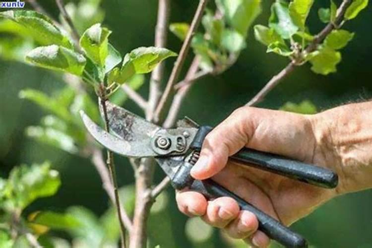 茶叶的用肥方法