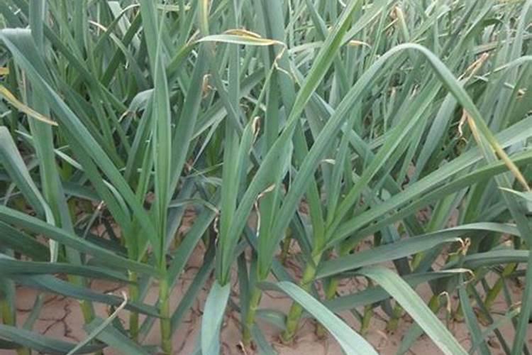 山西小禹植物营养科技有限公司怎么样