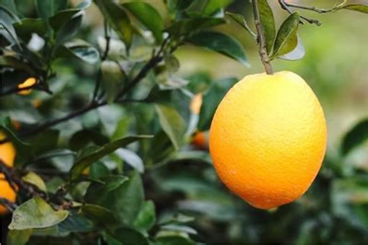 脐橙什么时期施钾肥合适？